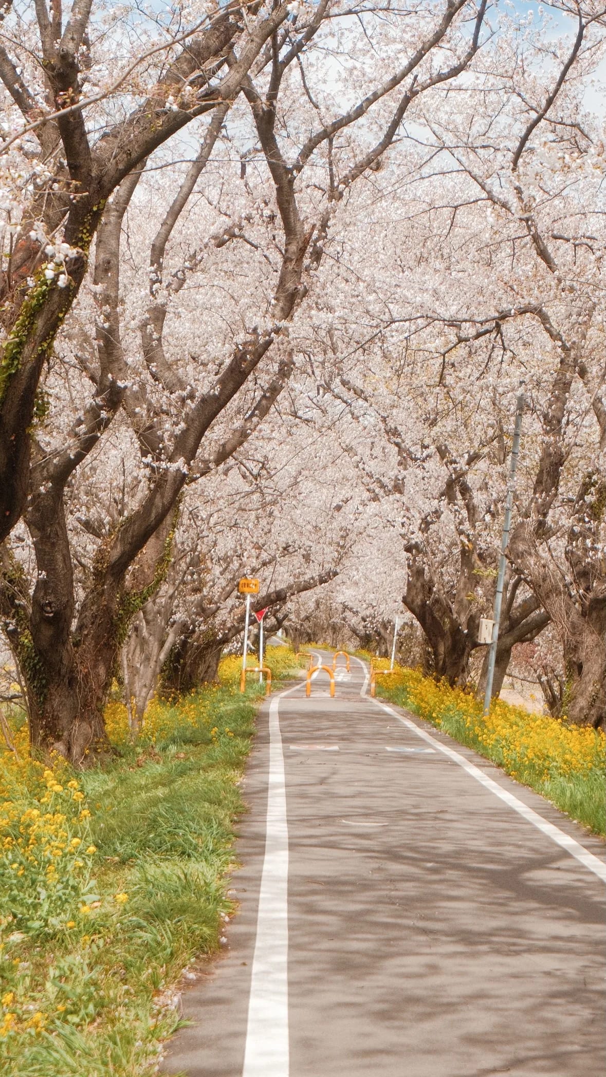 Tokyo, Japan in 2026, photograph 03