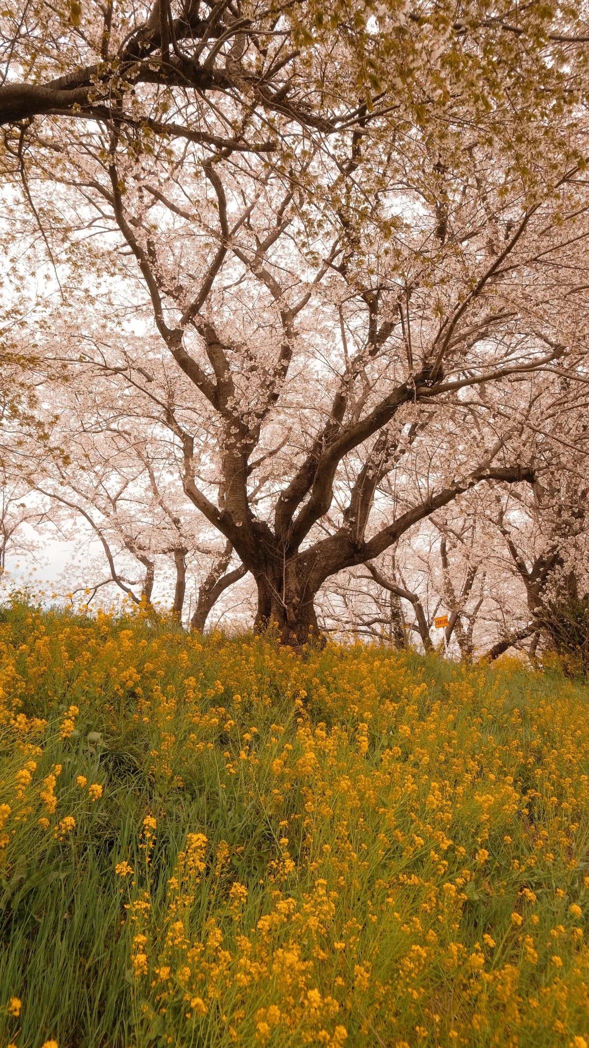 Tokyo, Japan in 2026, photograph 06