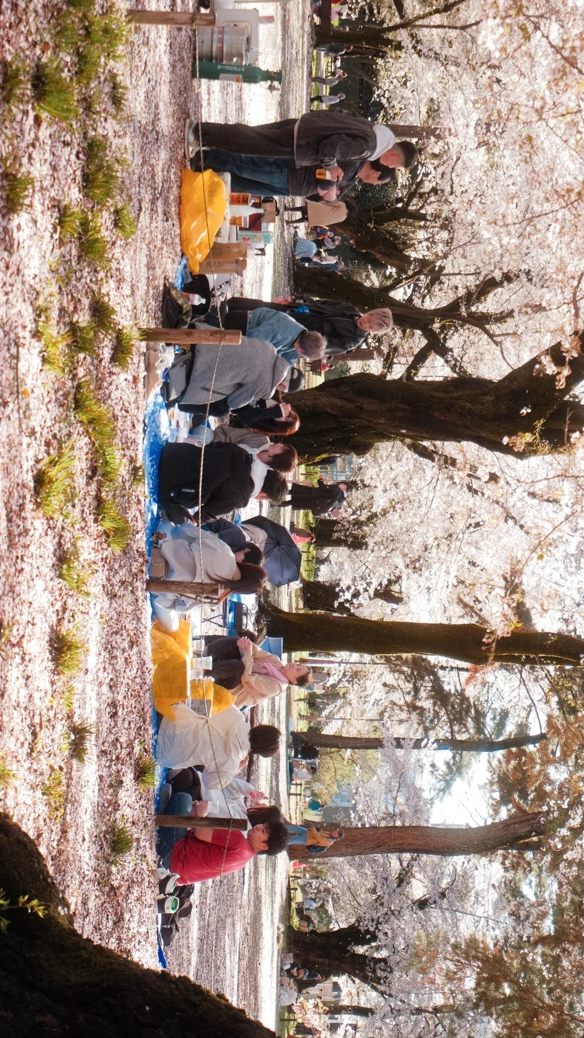 Tokyo, Japan in 2026, photograph 28